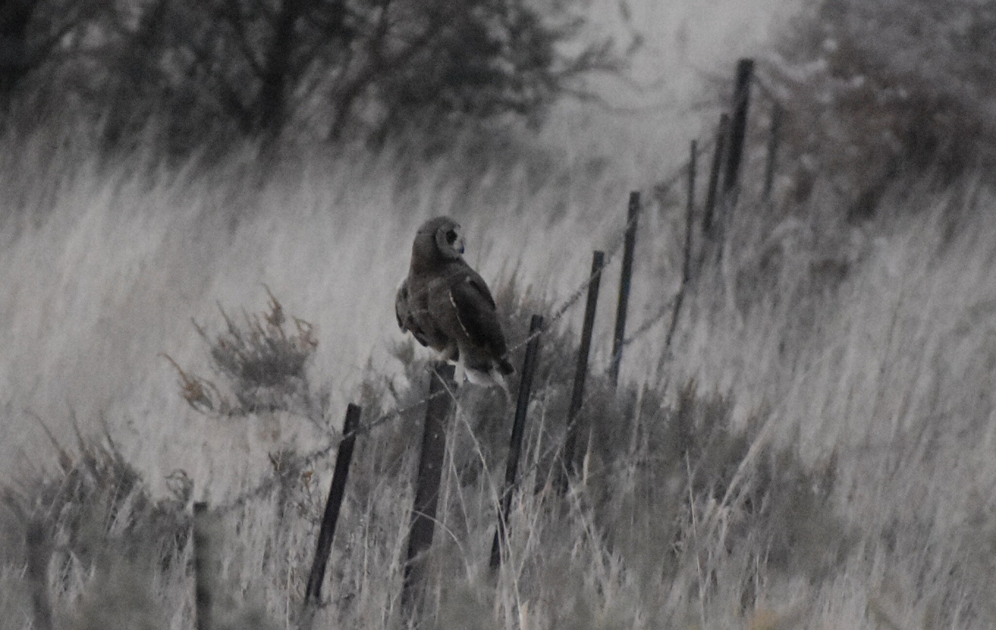 Marsh Owl (Asio capensis), photo 9