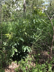 Canarium australianum