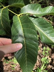 Canarium australianum