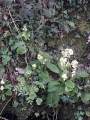 Primula elatior