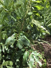 Canarium australianum