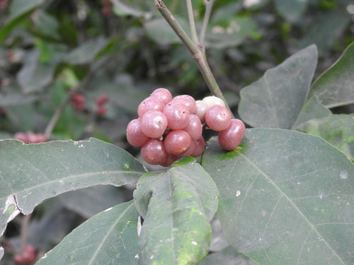 Glycosmis pentaphylla observed 2026-04-25