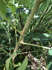 Canarium australianum