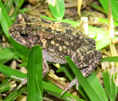 Sclerophrys gutturalis