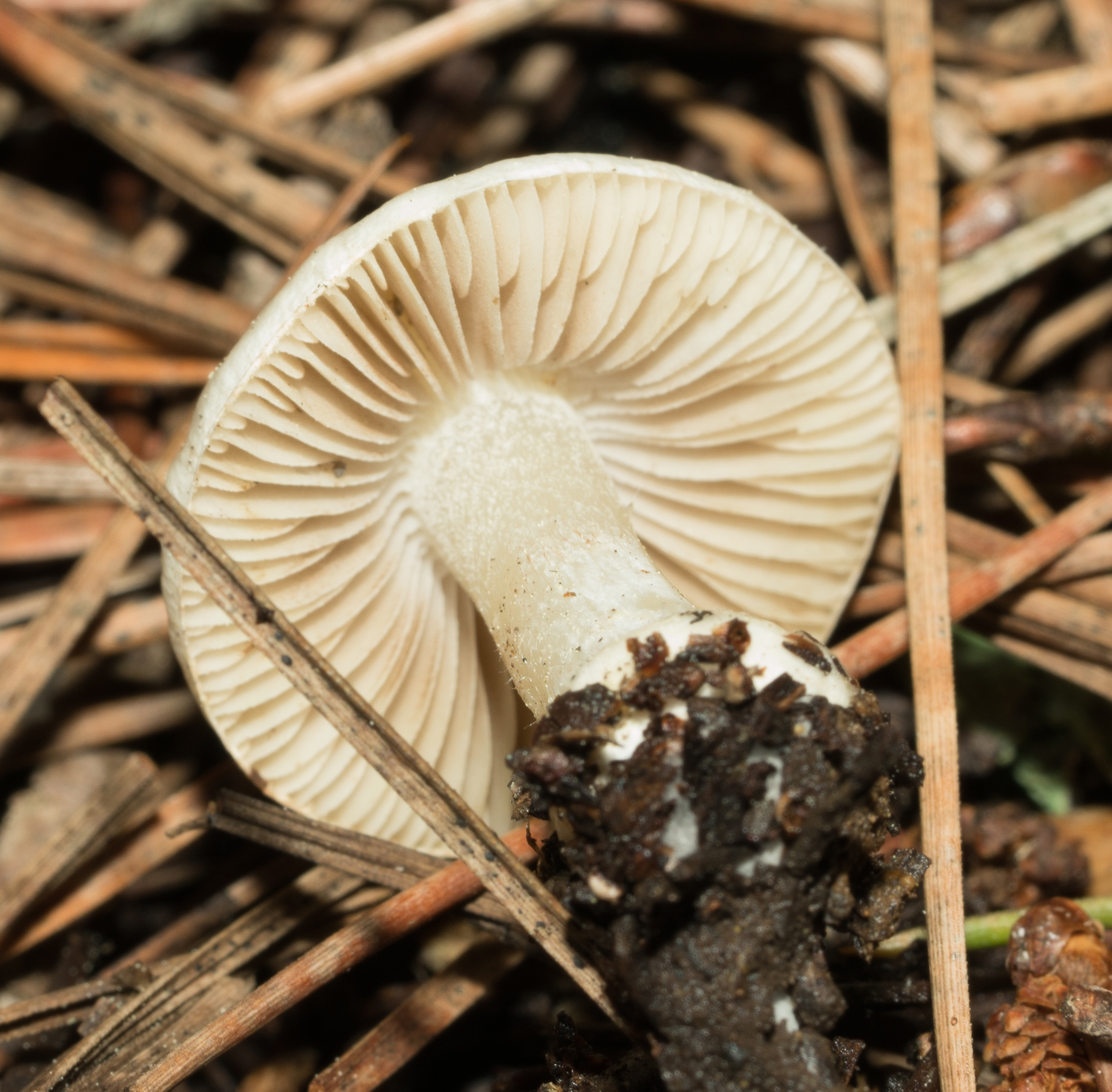 Inocybe insinuata image
