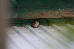 Passer domesticus