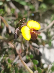 Bossiaea buxifolia