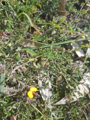 Bossiaea buxifolia