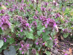 Lamium purpureum