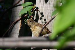 Phoenicurus phoenicurus