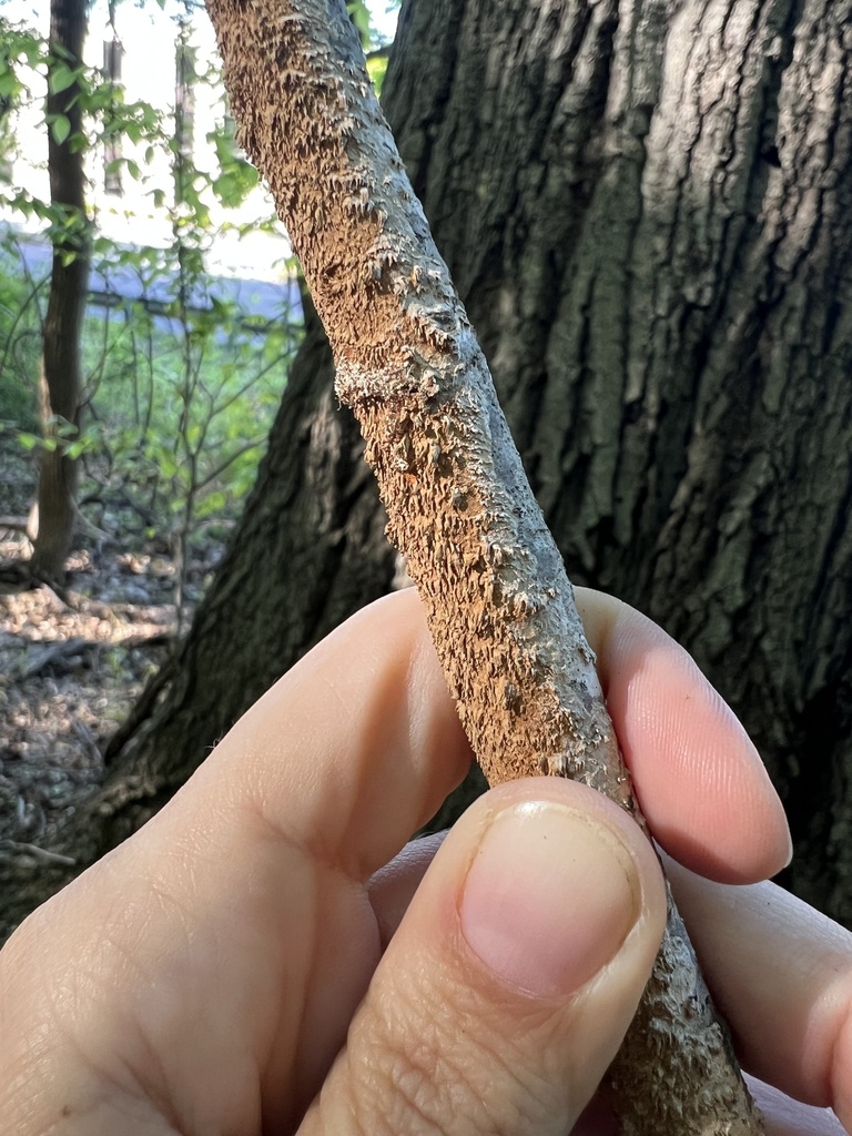 Hydnoporia olivacea · April 2026 · photo: © phillymycobeth (iNaturalist, cc0)