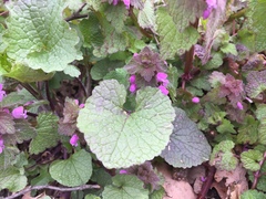 Lamium purpureum