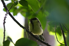 Parus major