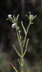 Cryptantha clevelandii