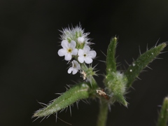 Cryptantha clevelandii