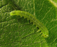 Euura viduatina