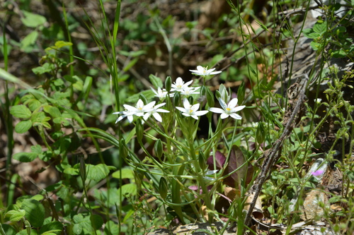 Ornithogalum divergens, photograph 4