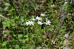 Ornithogalum divergens, photograph (c) Pantazi Katerina, some rights reserved (CC BY)
