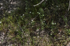 Cryptantha clevelandii