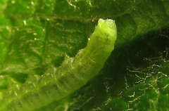 Euura viduatina