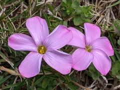Oxalis ciliaris