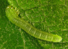 Euura viduatina