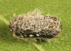 Euura viduatina