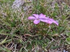 Oxalis ciliaris