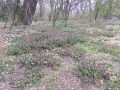 Lamium purpureum