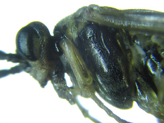 Euura viduatina