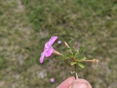 Oxalis ciliaris