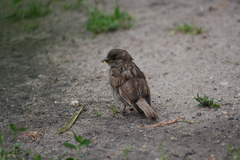 Passer domesticus