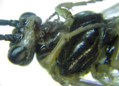 Euura viduatina