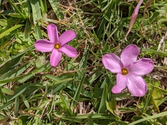 Oxalis ciliaris