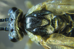 Euura viduatina