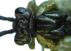 Euura viduatina