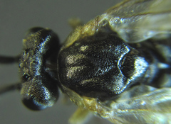 Euura viduatina
