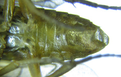 Euura viduatina