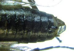 Euura viduatina