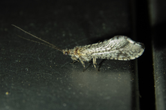 Trichoma gracilipenne