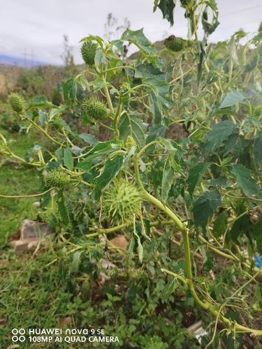 jimsonweed