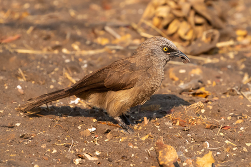 Black-faced Babbler (Turdoides melanops), photo 9