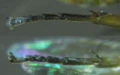 Euura viduatina