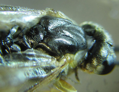 Euura viduatina