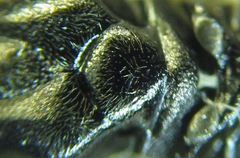 Euura viduatina