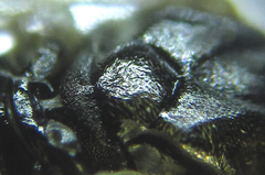 Euura viduatina