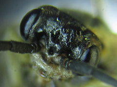 Euura viduatina