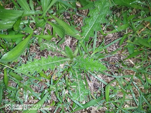 Bull Thistle