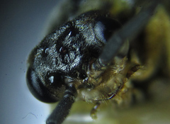 Euura viduatina