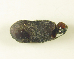 Euura viduatina